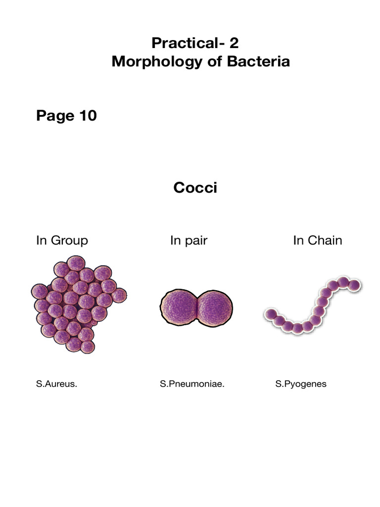 Practical 2 - Morphology of Bacteria | PDF | Bacteria | Biology