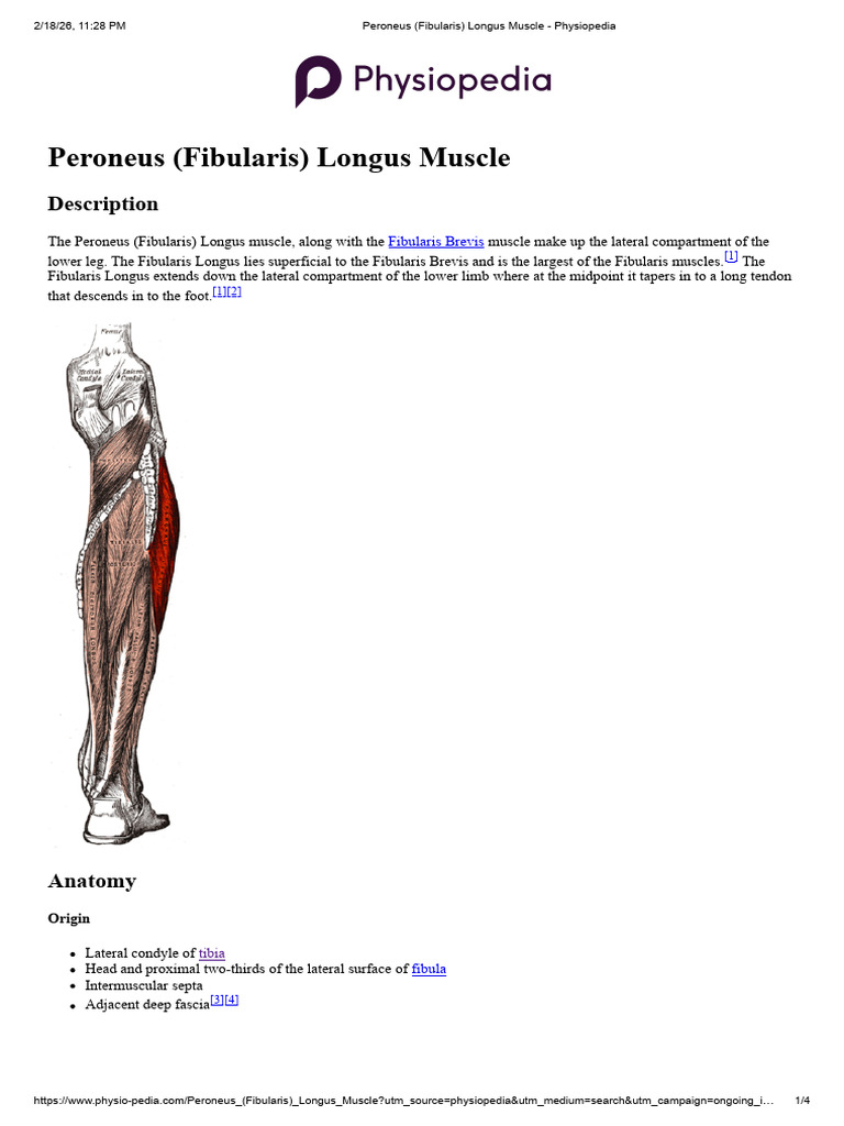 Peroneus (Fibularis) Longus Muscle - Physiopedia | PDF | Foot | Human Leg