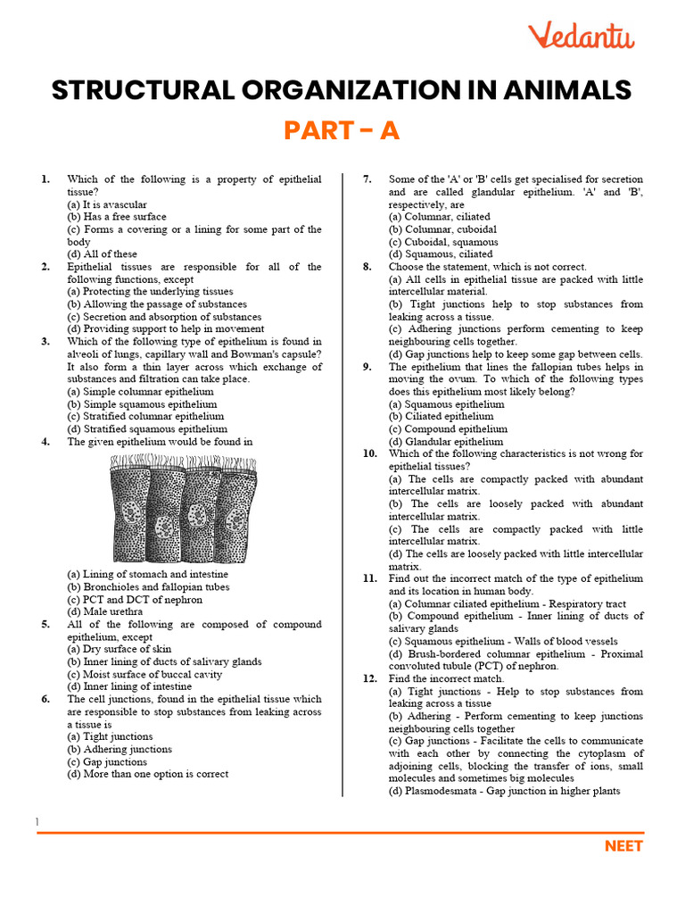 Structural Organization in Animals | PDF | Epithelium | Muscle