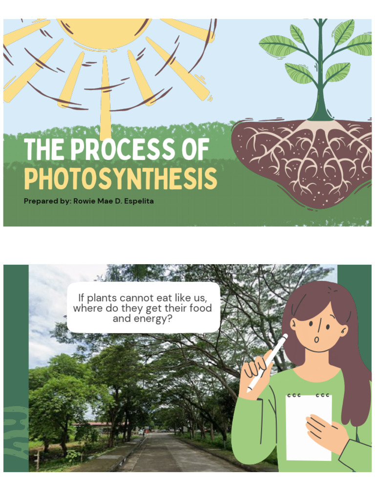 PPT10 Light Reaction and Calvin Cycle | PDF | Photosynthesis | Chlorophyll