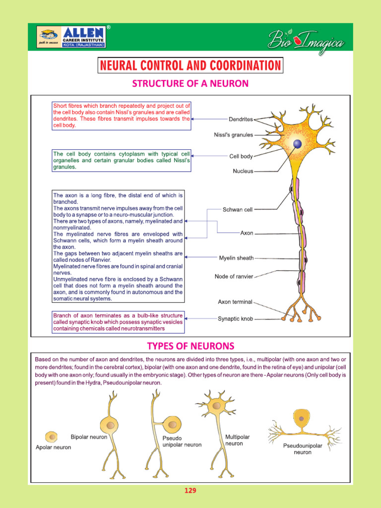 Ch.13 Neural Control and Coordination | PDF