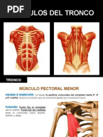 musculos_tronco