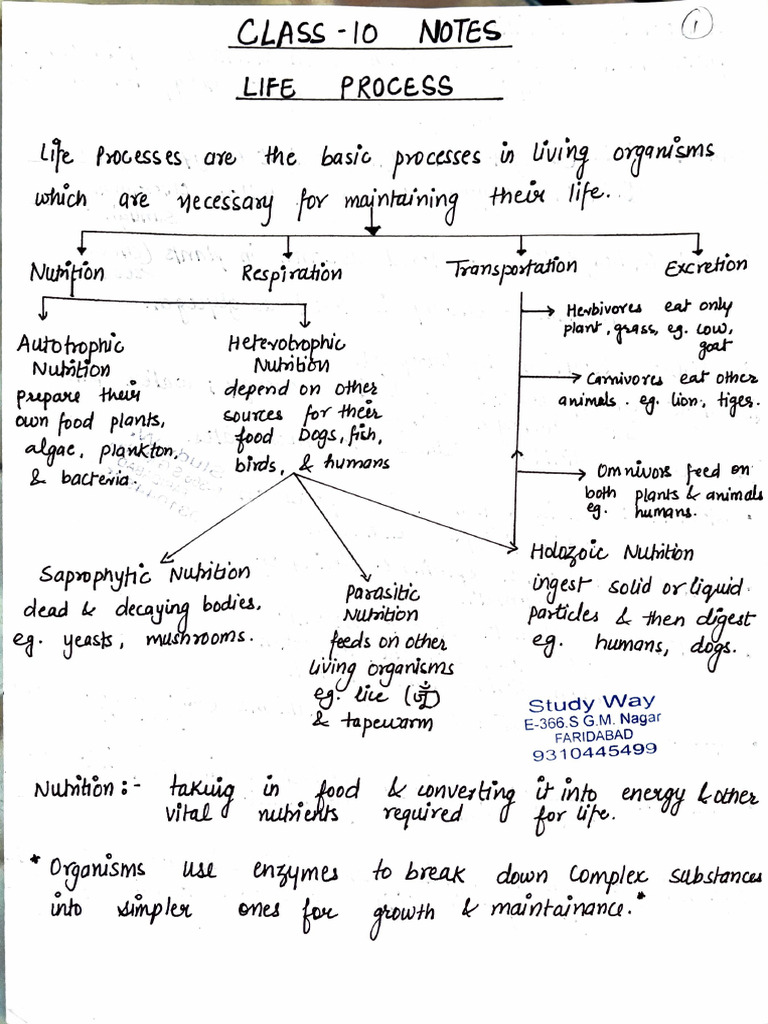 Life Process | PDF