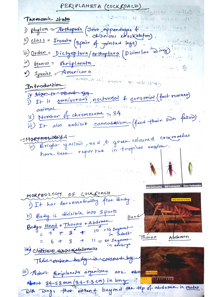 Cockroach Fresh PDF | PDF