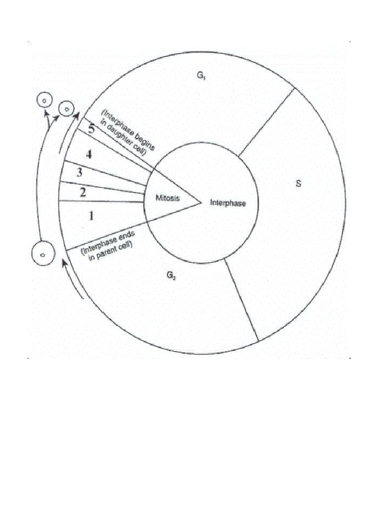 Interphase Ws | PDF