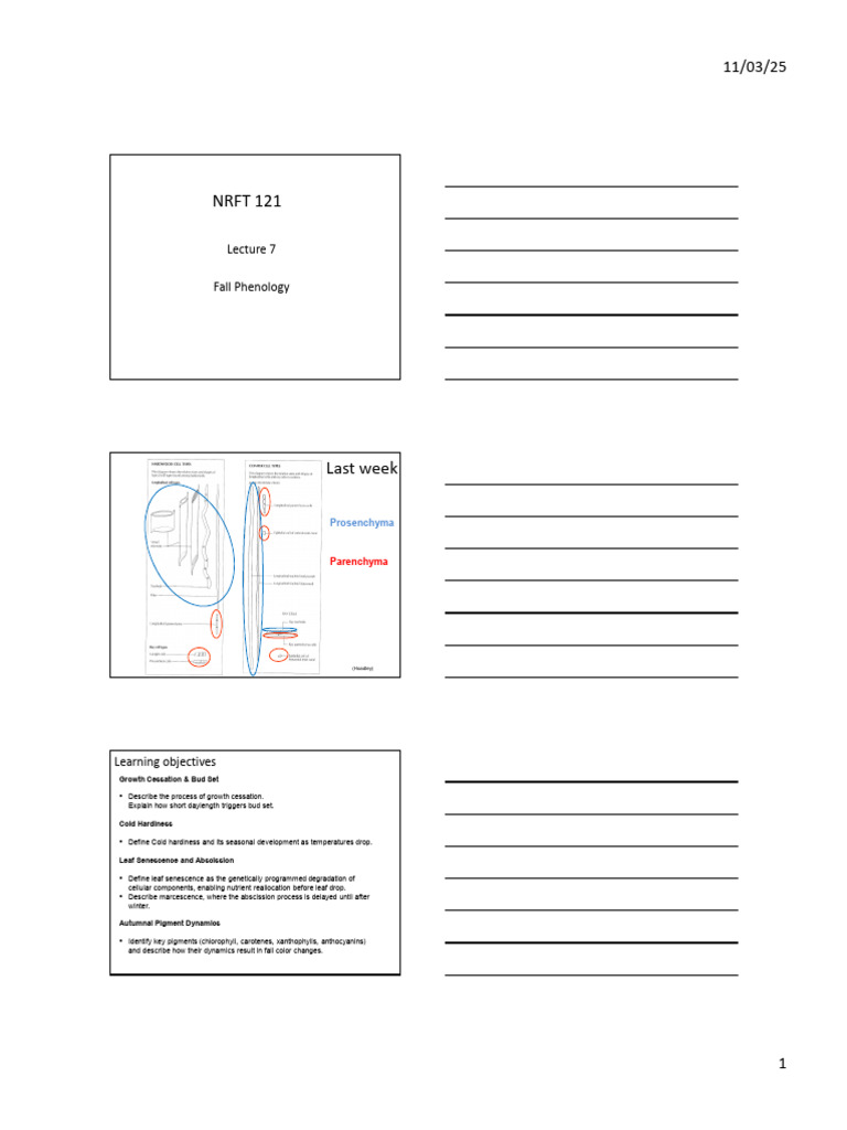Lecture 7 Fall Phenology Note | PDF | Leaf | Botany