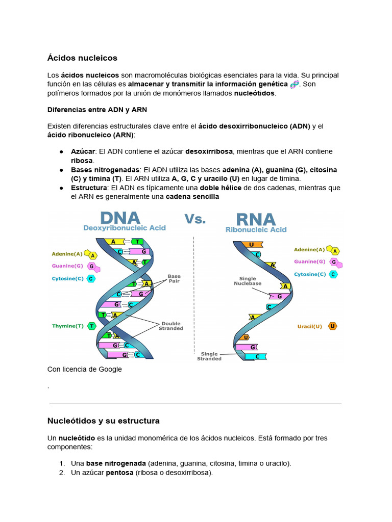 Acidos Nucleicos | PDF | Rna | Adn