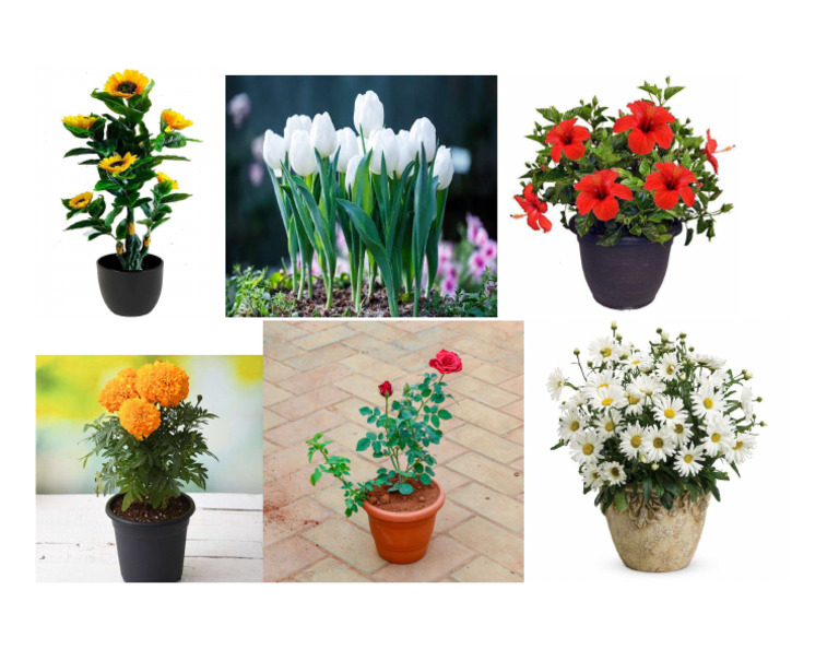 5 Different Flowering Plant New | PDF