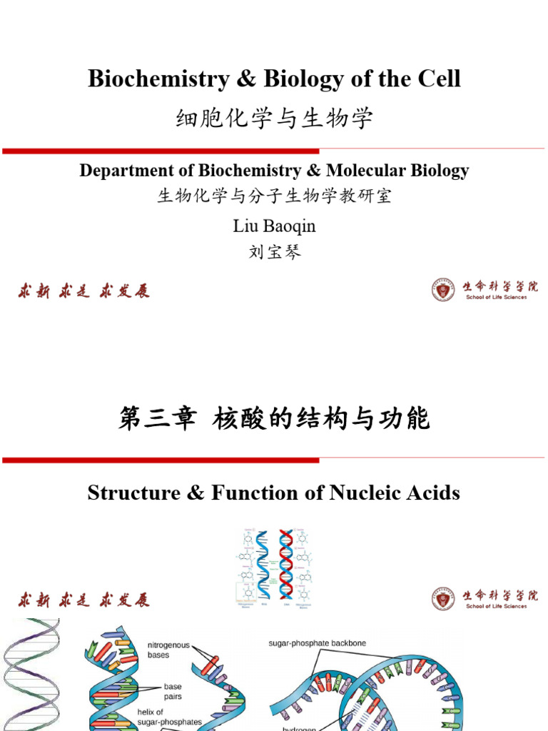 3 Structure and Function of Nucleic Acids （2学时 2025 秋 5+3） | PDF | Rna ...