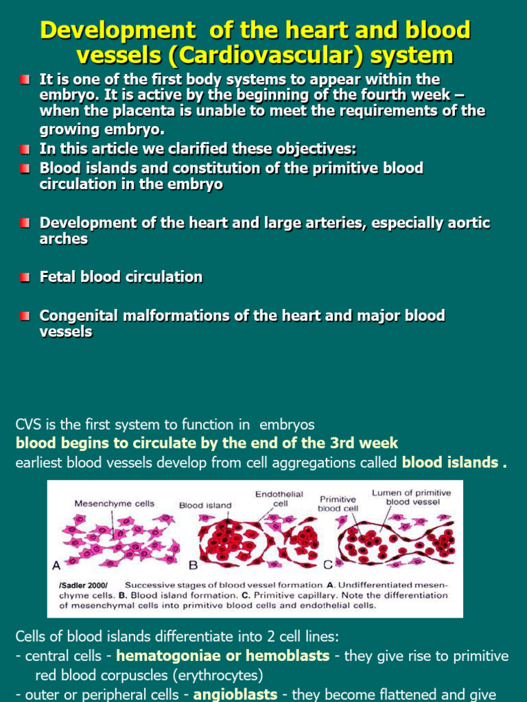 Development of The Cardiovascular System | PDF | Aorta | Congenital ...