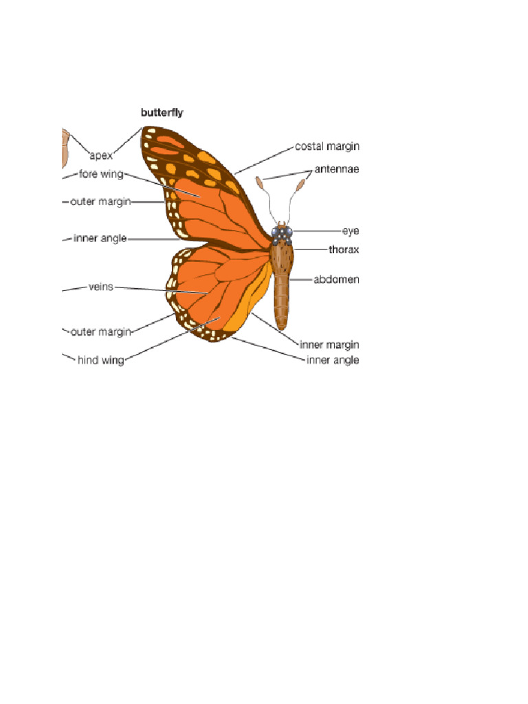 Butterfly | PDF