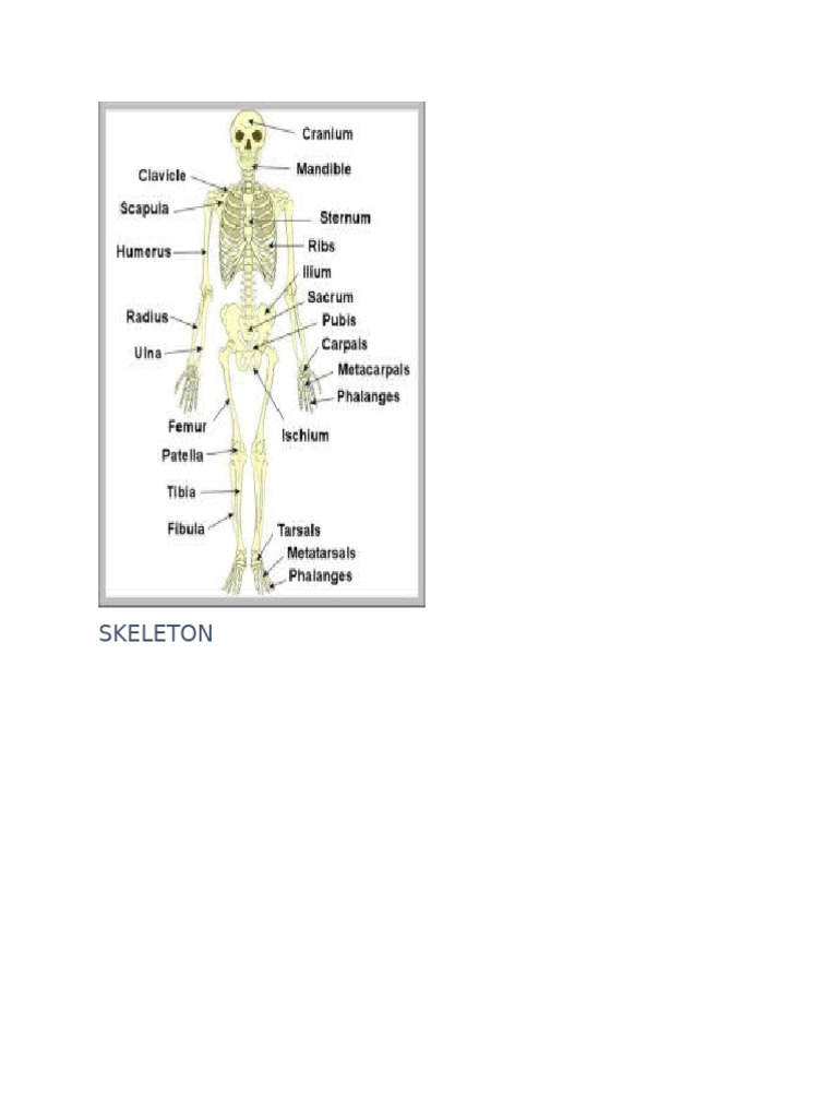 Skeleton | PDF