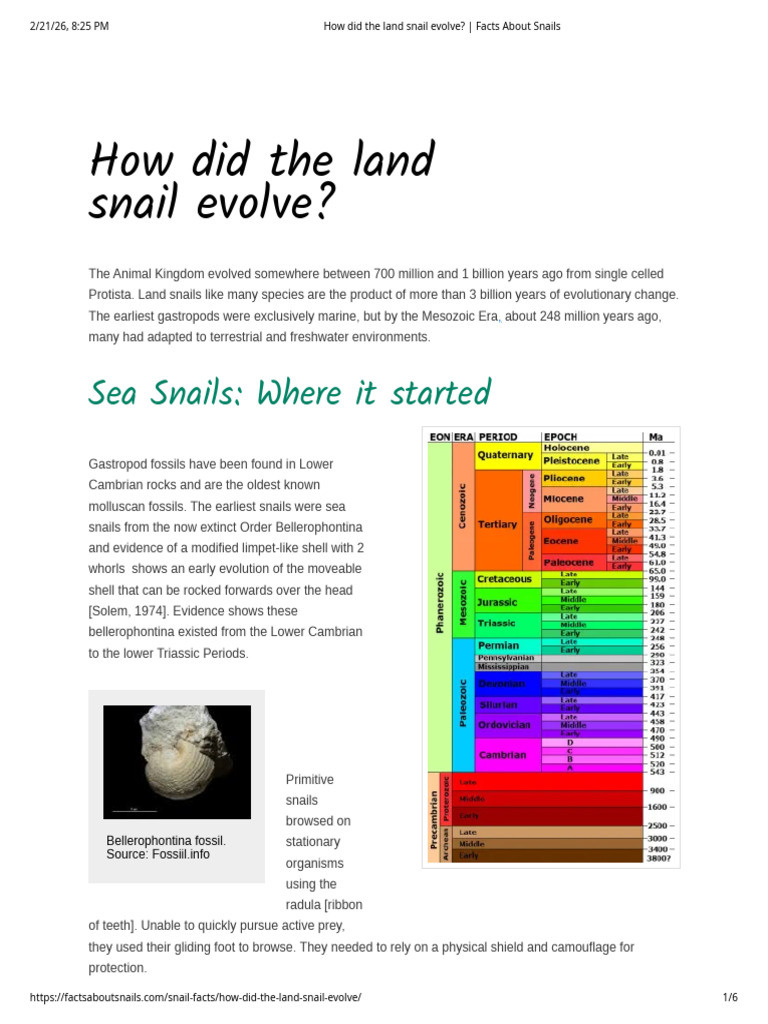 How Did The Land Snail Evolve - Facts About Snails | PDF | Mollusca ...