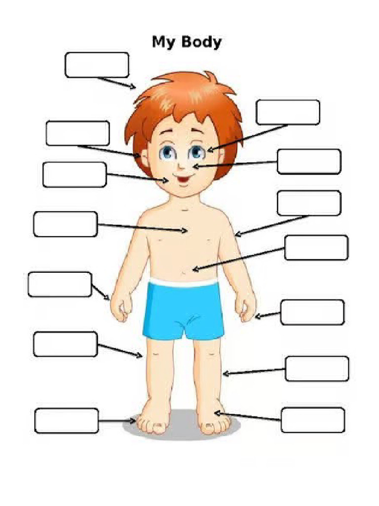 My Body | PDF