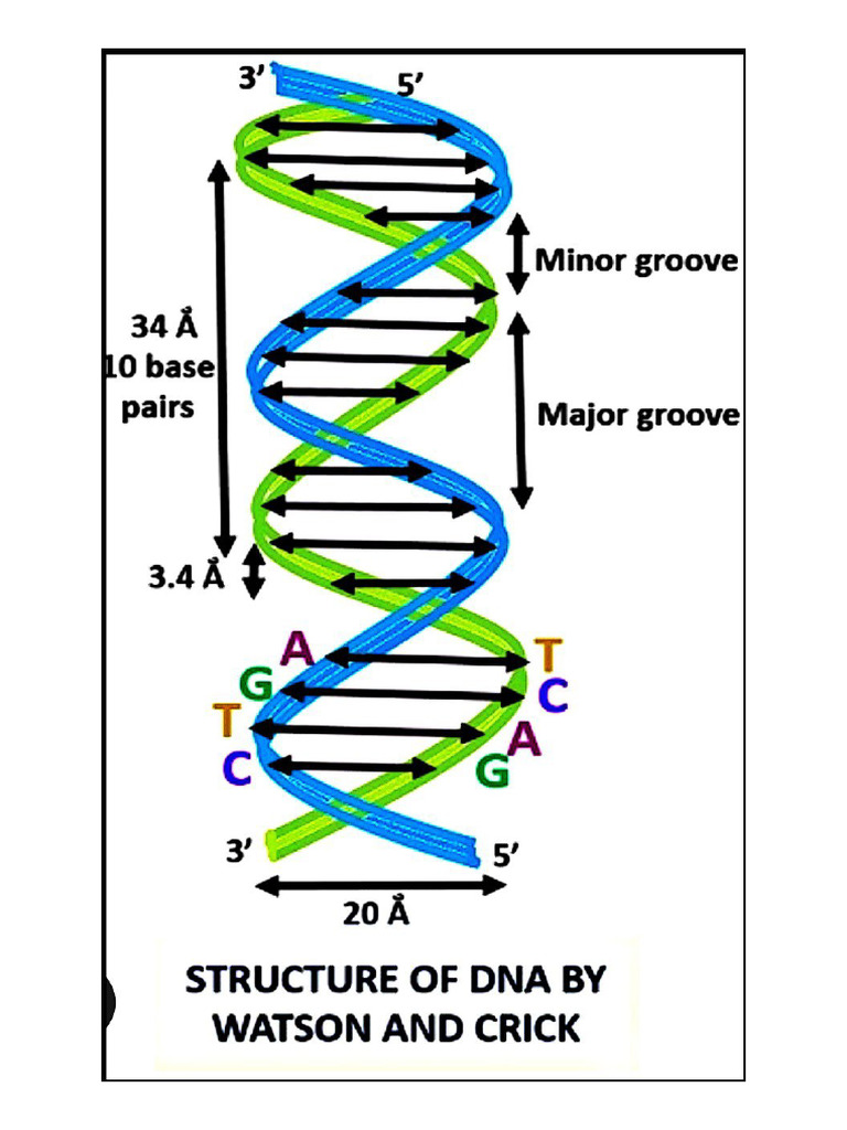 Mol Bio | PDF
