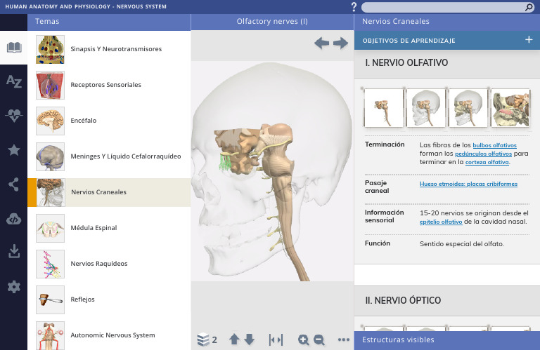 Human Anatomy and Physiology - Nervous System | PDF