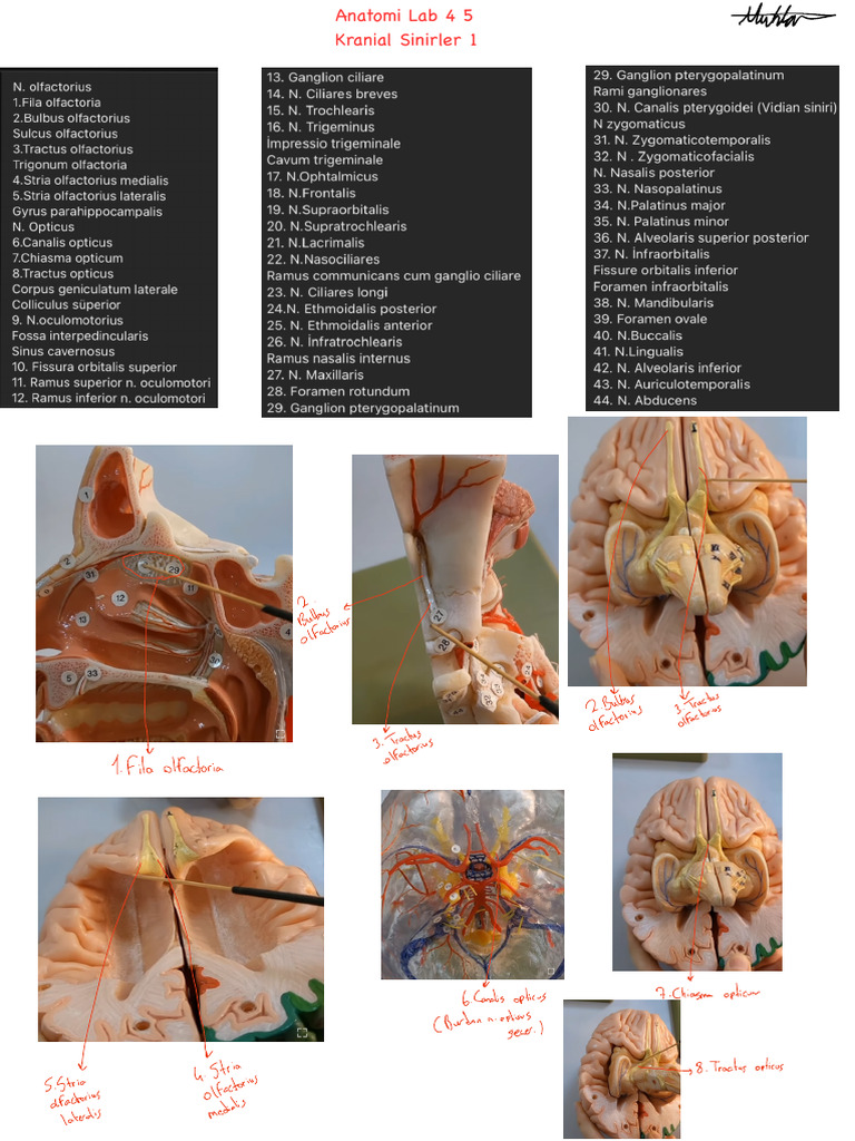 Lab 5 - Kranial Sinirler | PDF