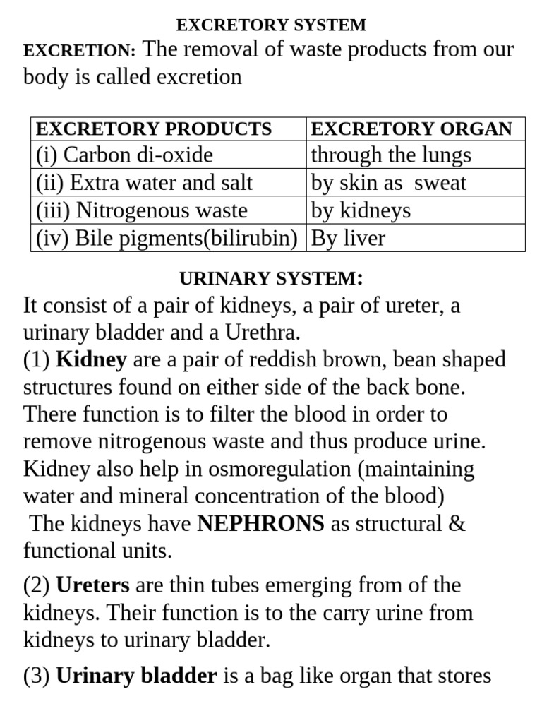 10 NOTES Excretory System | PDF | Kidney | Urinary System