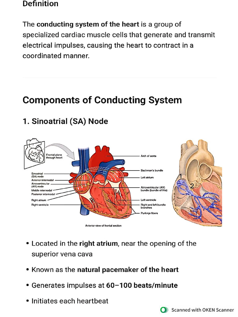 Conducting System | PDF
