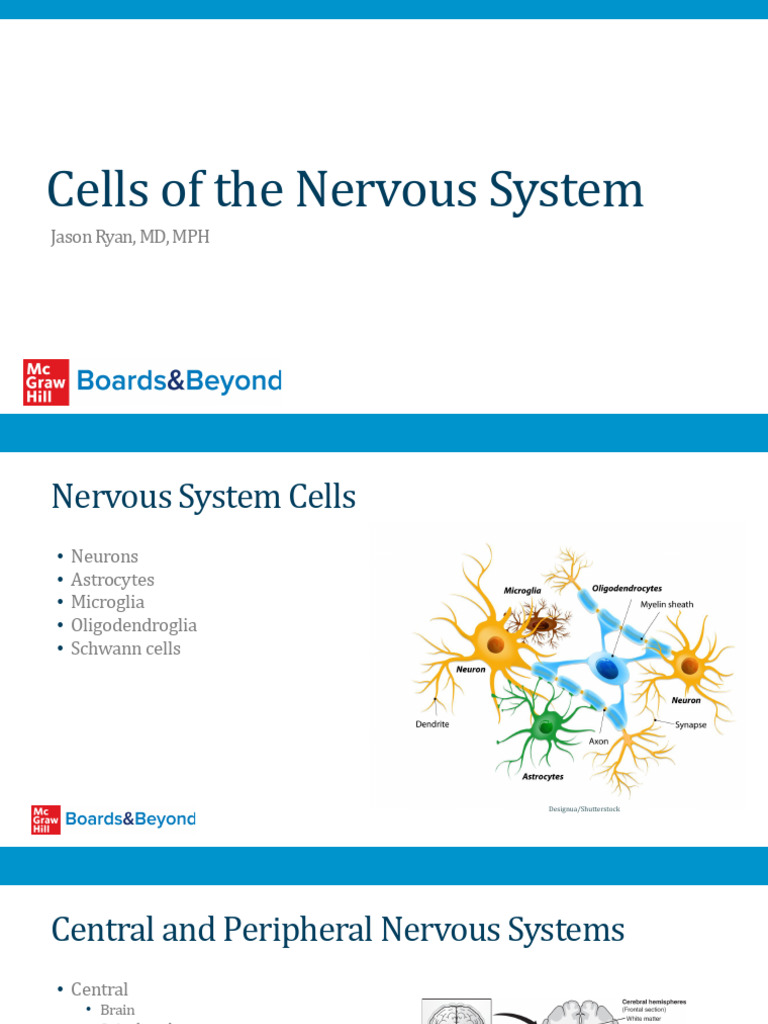 Cells of The Nervous System - 1P | PDF | Axon | Myelin