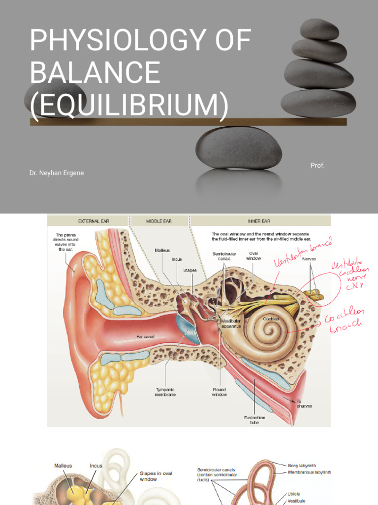 +5 Physiology of Balance | PDF