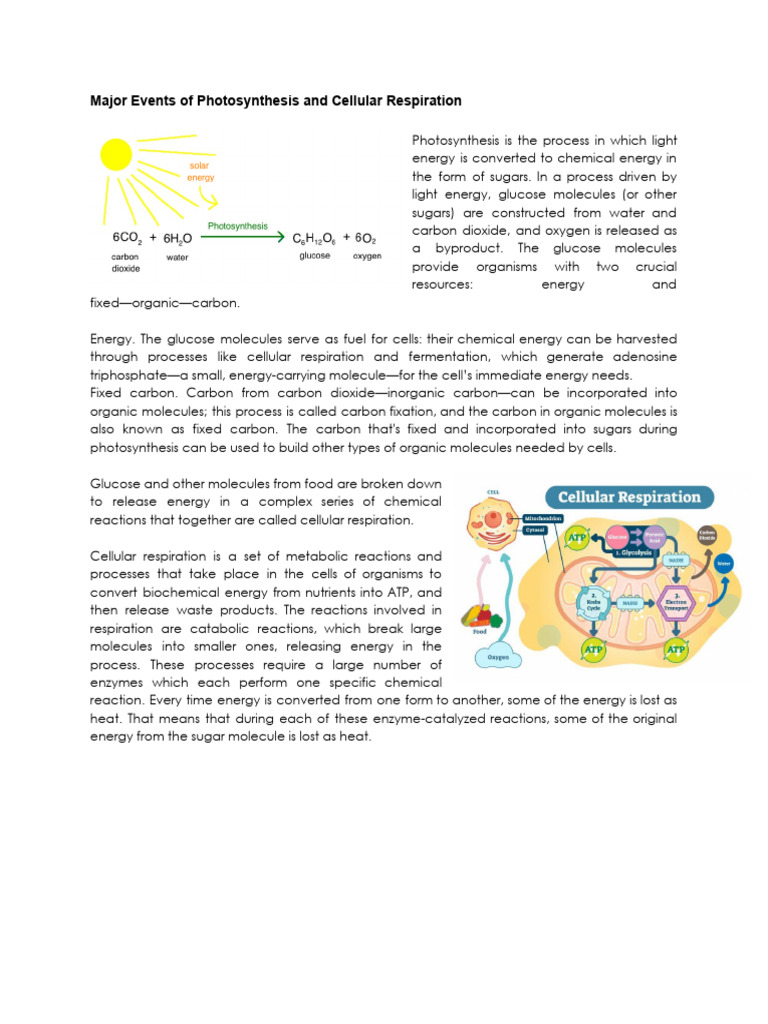Major Events of Photosynthesis and Cellular Respiration | PDF ...