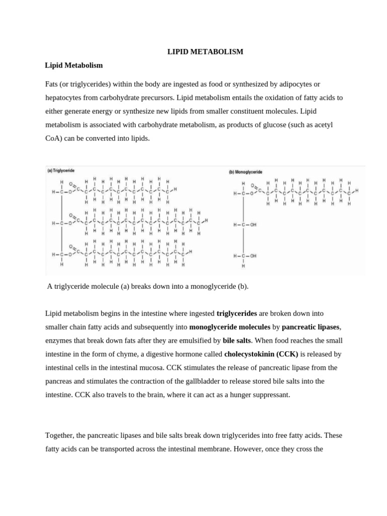 Lipid Metabolism | PDF