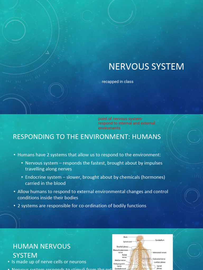 Nervous System Notes Grade 11 | PDF | Autonomic Nervous System ...