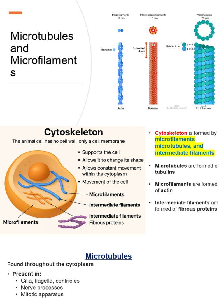 Microtubules and Microfilaments-1 | PDF | Microtubule | Actin