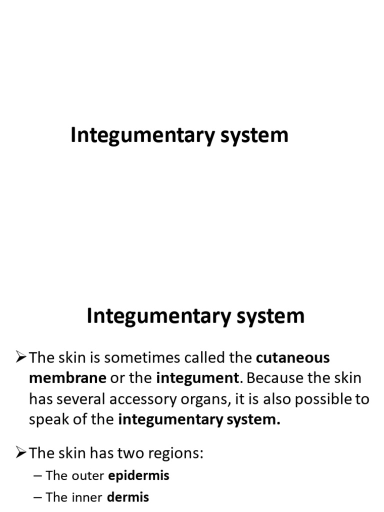 4 - Integumentary System | PDF | Integumentary System | Epidermis
