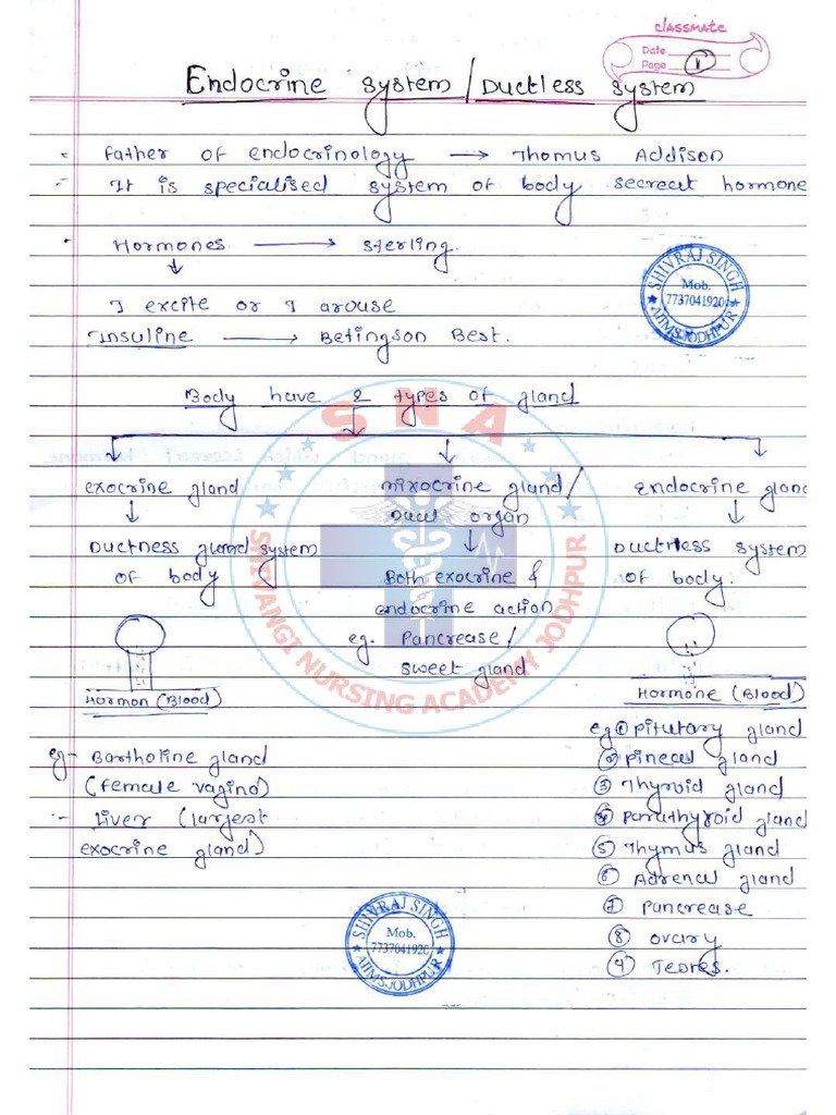197 Endocrine System Notes | PDF