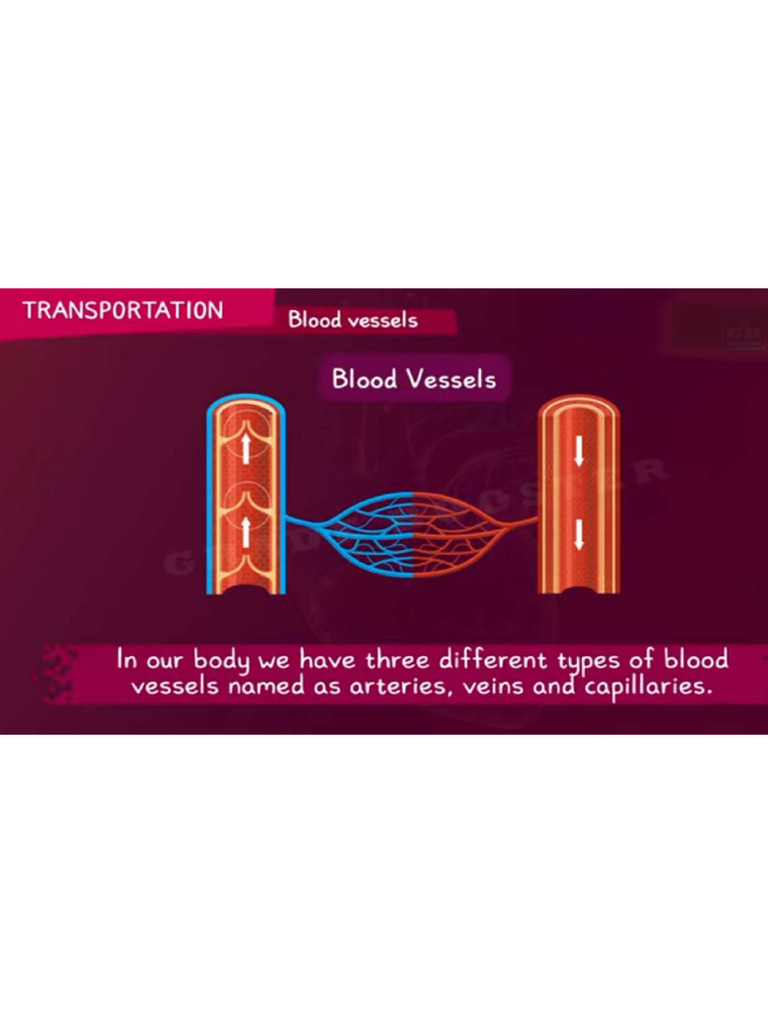 Capillaries | PDF