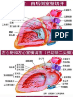 心脏解剖模式图