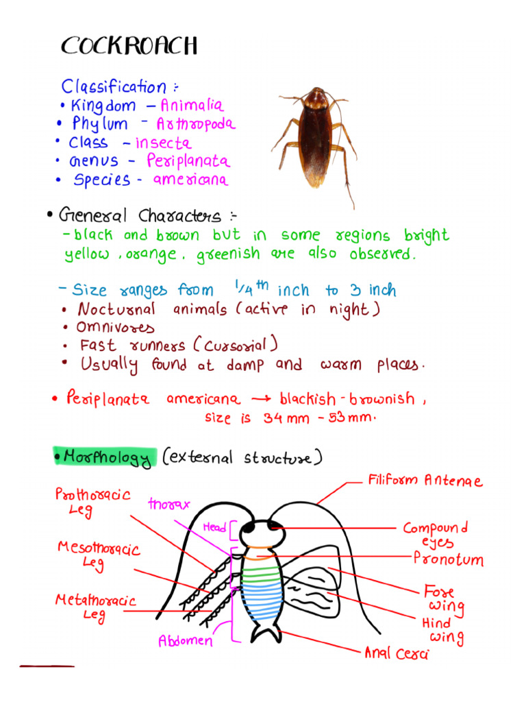 Cockroach | PDF