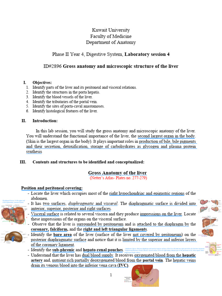 4 - Anatomy - Histology of The Liver | PDF | Liver | Anatomy