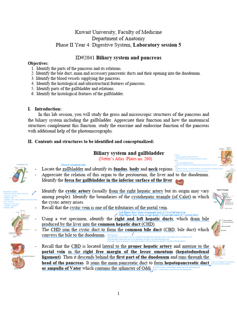 5 - Biliary System and Pancreas | PDF | Pancreas | Gallbladder