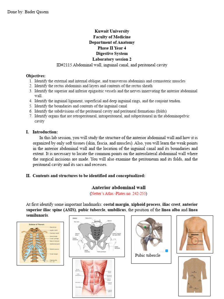 Anterior Abdominal Wall by Bader | PDF | Abdomen | Peritoneum