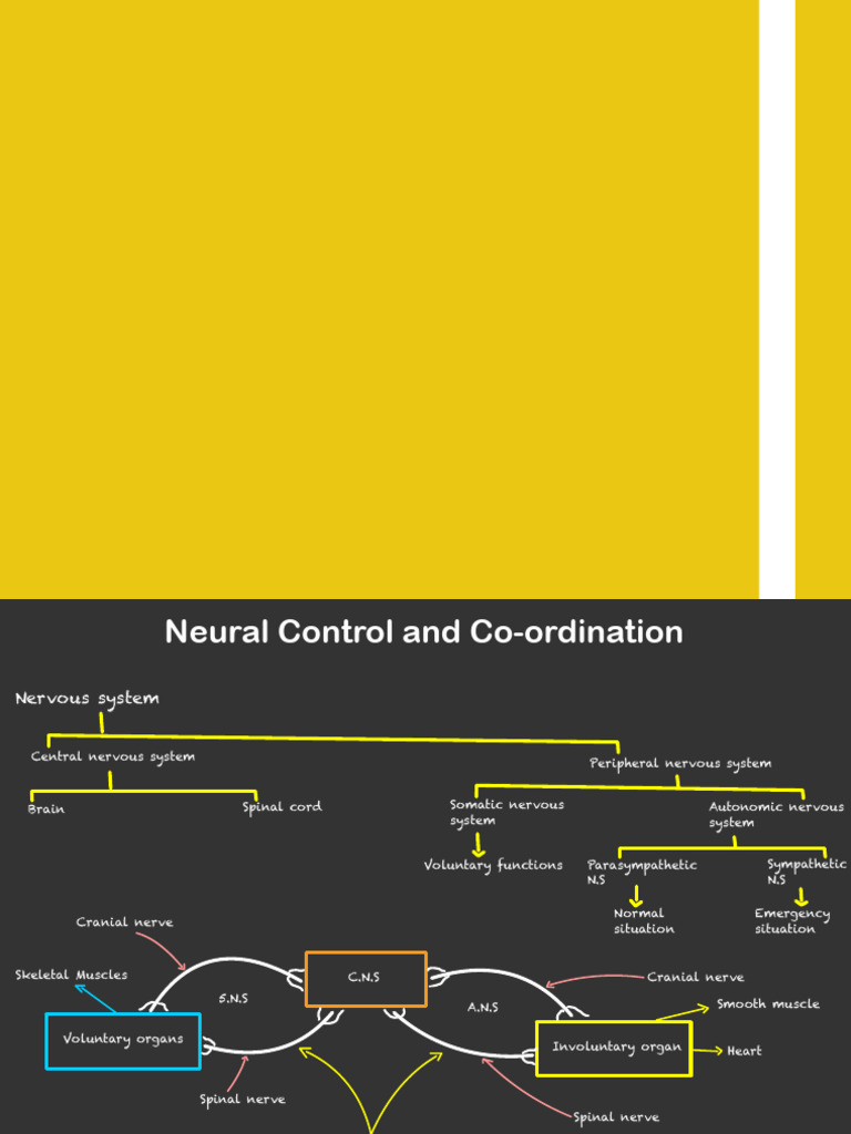 Neural Control and Coordination | PDF | Axon | Neuron