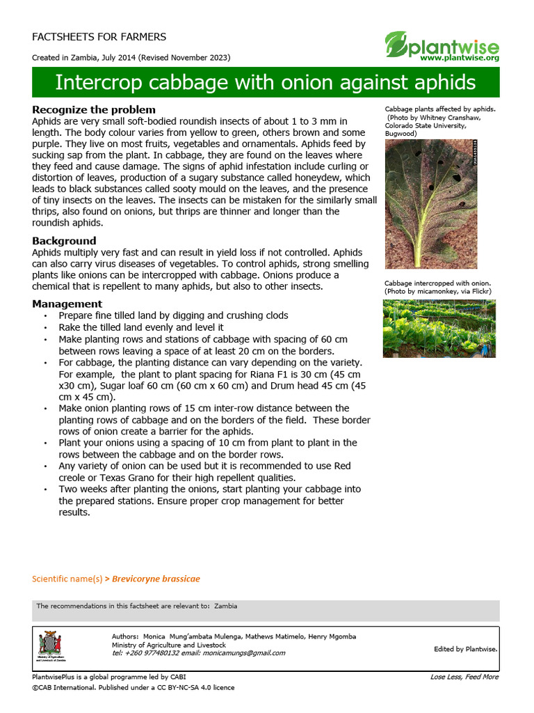 Mulenga Et Al 2014 Intercrop Cabbage With Onion Against Aphids | PDF ...