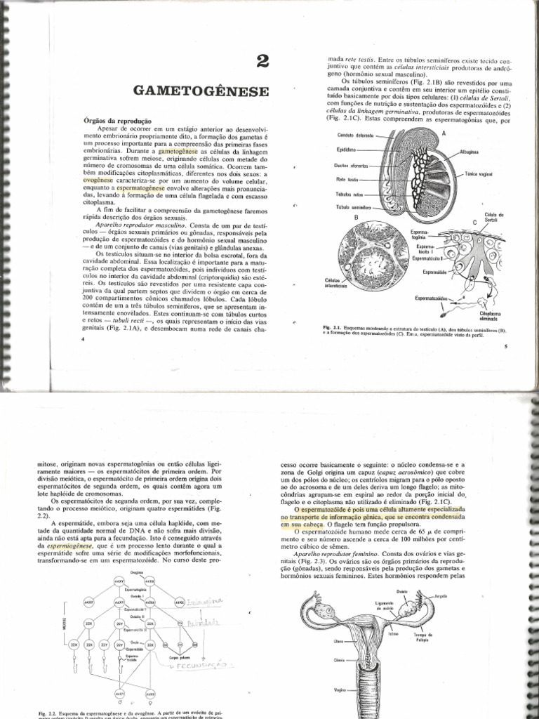 Cópia de Junqueira Embriologia - 240214 - 215604 | PDF