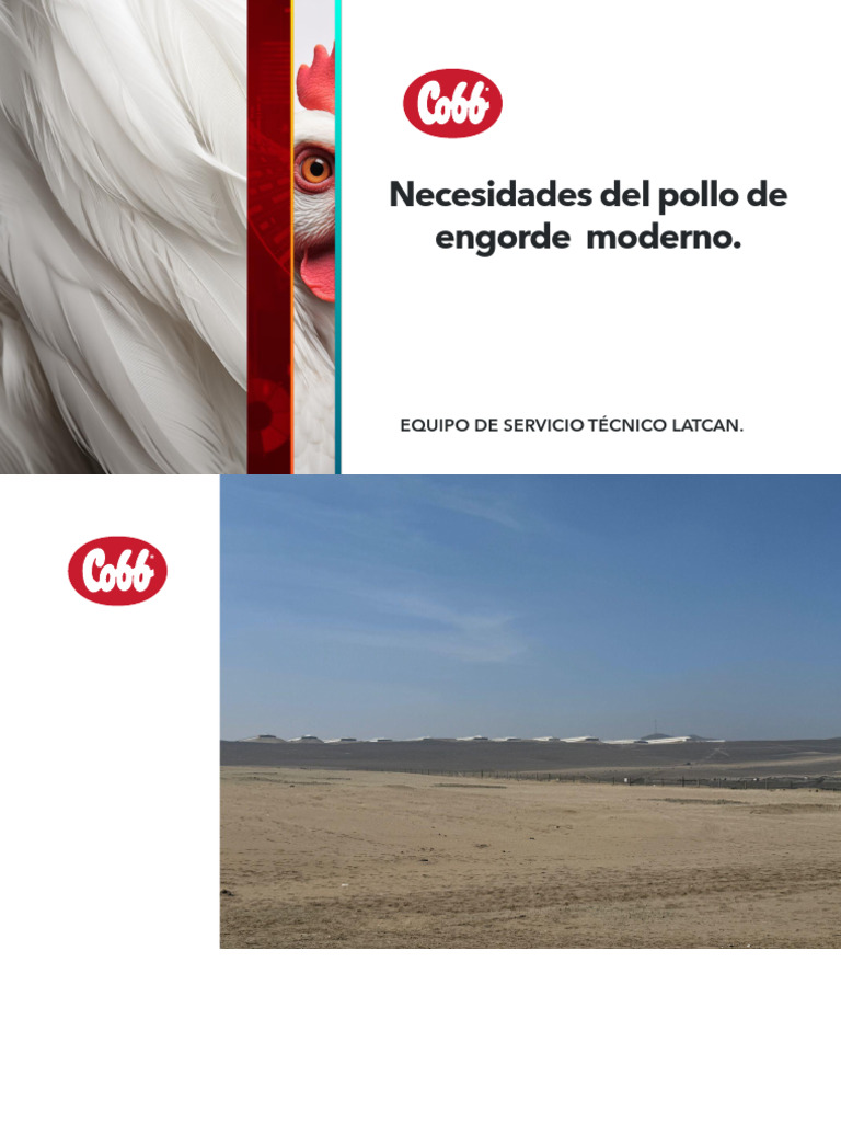 Necesidades Del Pollo de Engorde Moderno. COBB LATCAN | PDF ...