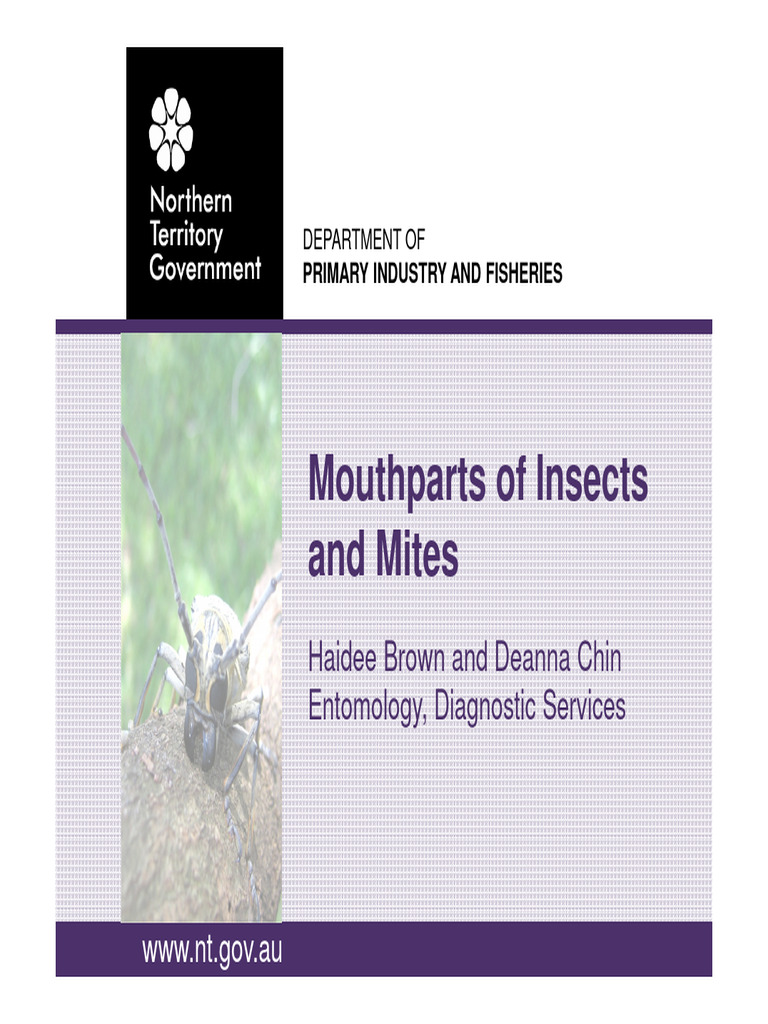 Mouthparts of Insects and Mites NT - Gov.au | PDF | Insects | Fly