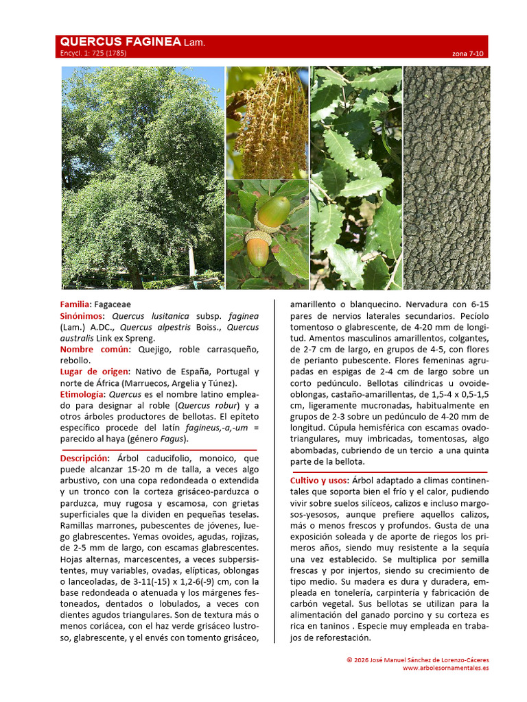 Quercus Faginea | PDF | Arboles