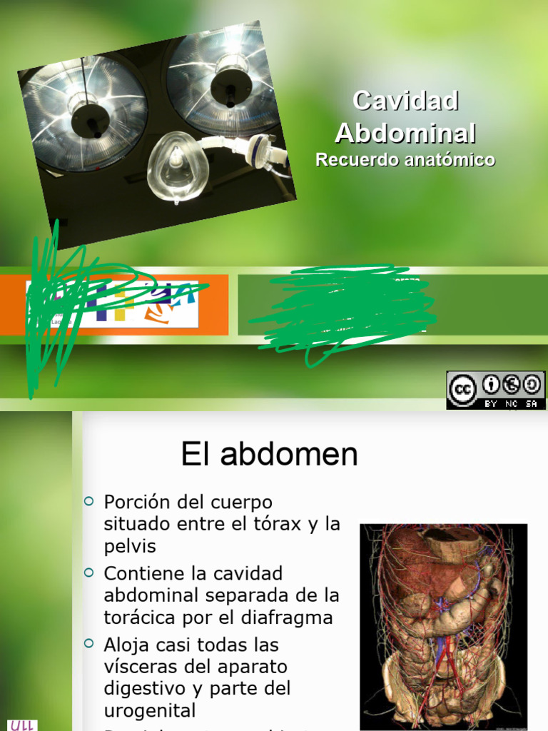 Abdomen | PDF | Peritoneo | Abdomen