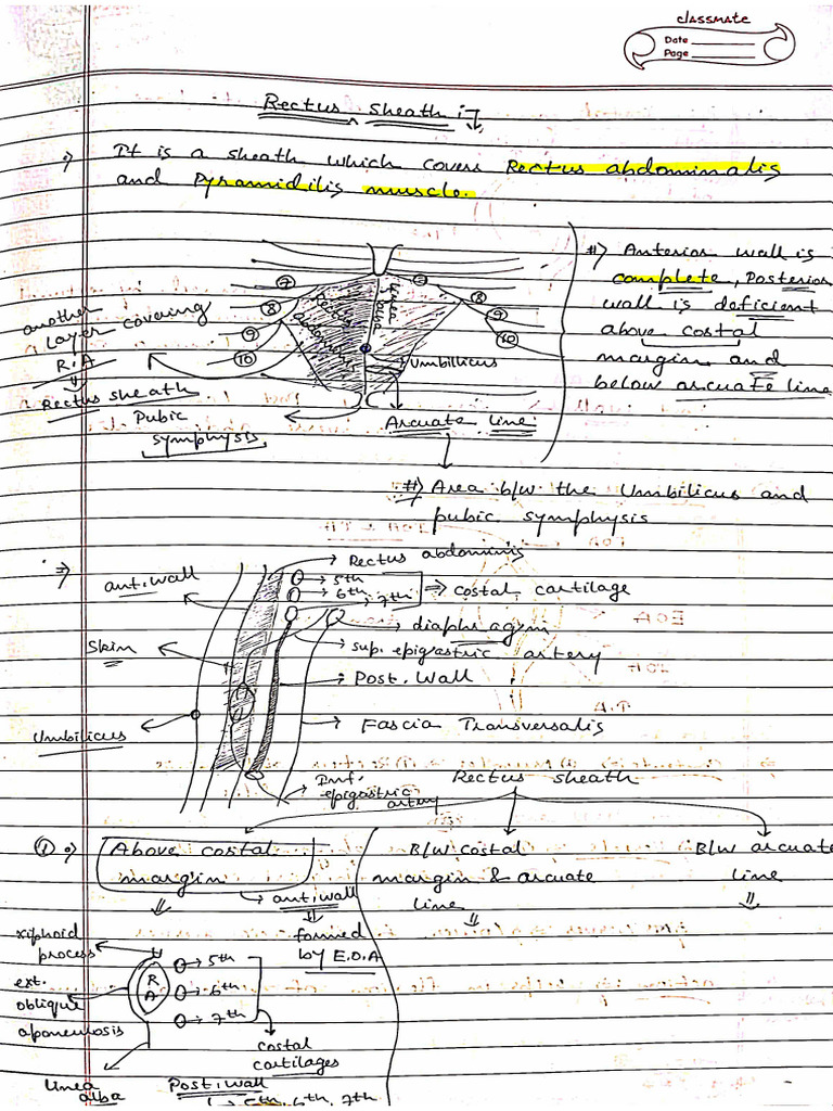 Rectus | PDF