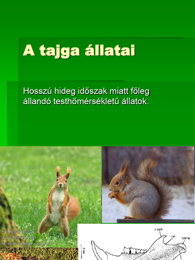 Taallat | PDF