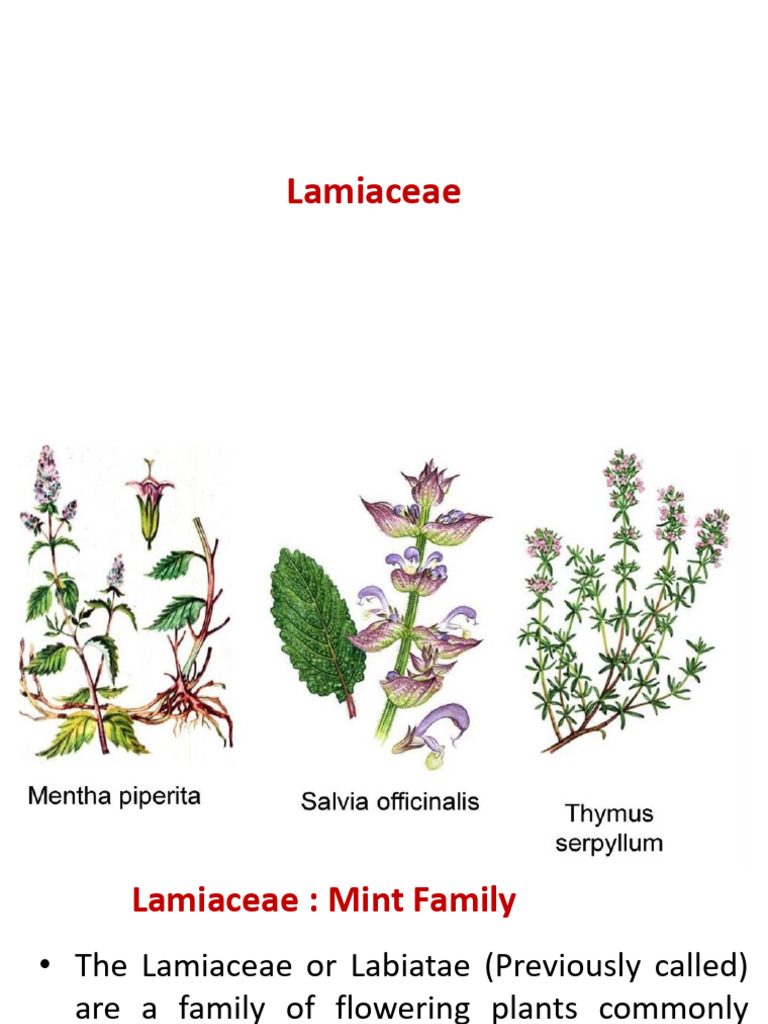 lancifolia plant Calathea Lancifolia | Rattlesnake | 4" Pot | Pet Friendly Houseplant