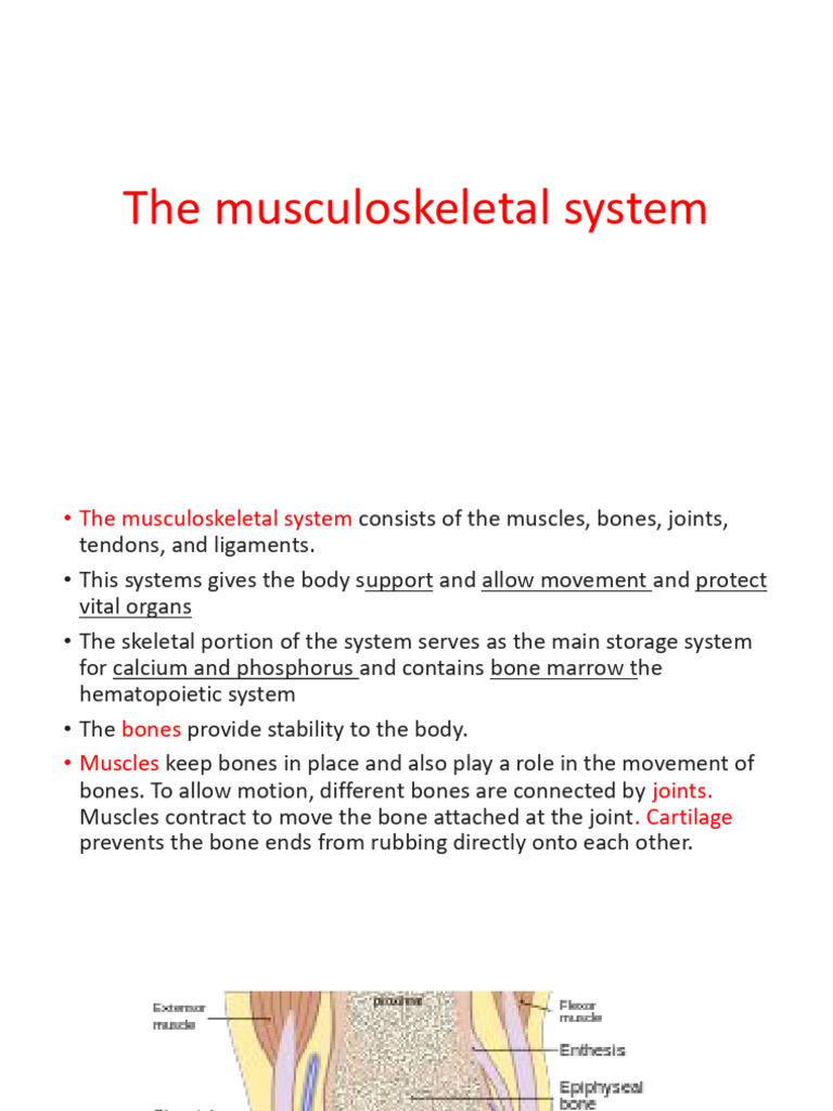 Musculoskeletal Disorders | PDF | Human Musculoskeletal System ...
