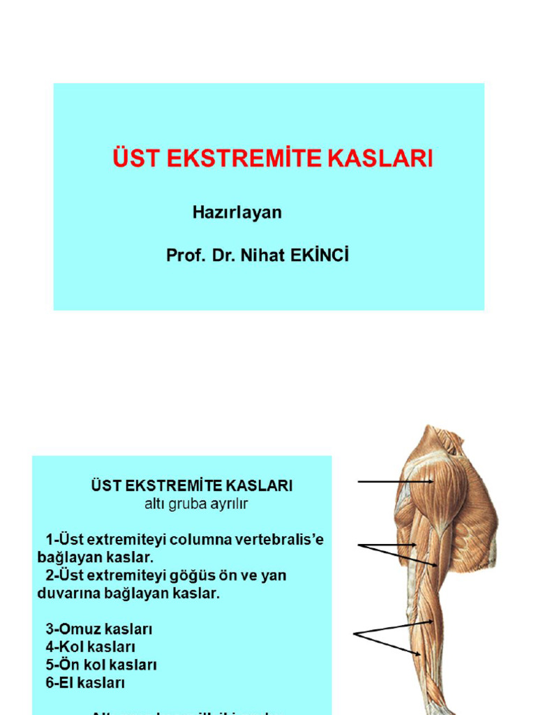 Üst Ekst Kas | PDF