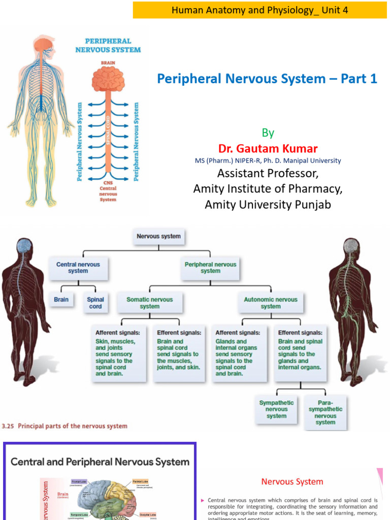 4.1. Peripheral Nervous System and Cranial Nerves Unit 4 | PDF | Spinal ...